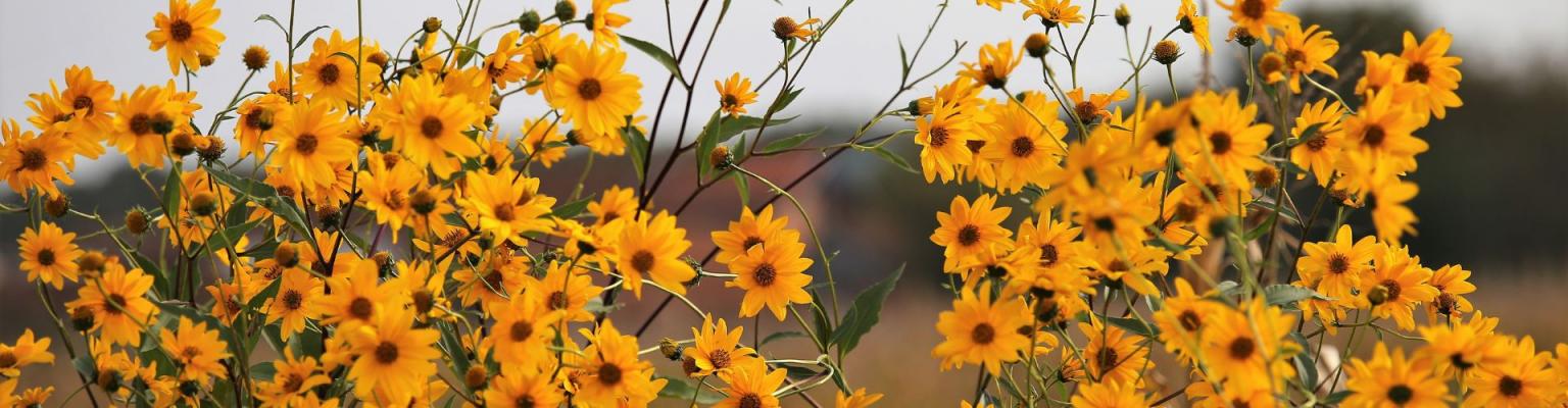 Новые поступления товаров