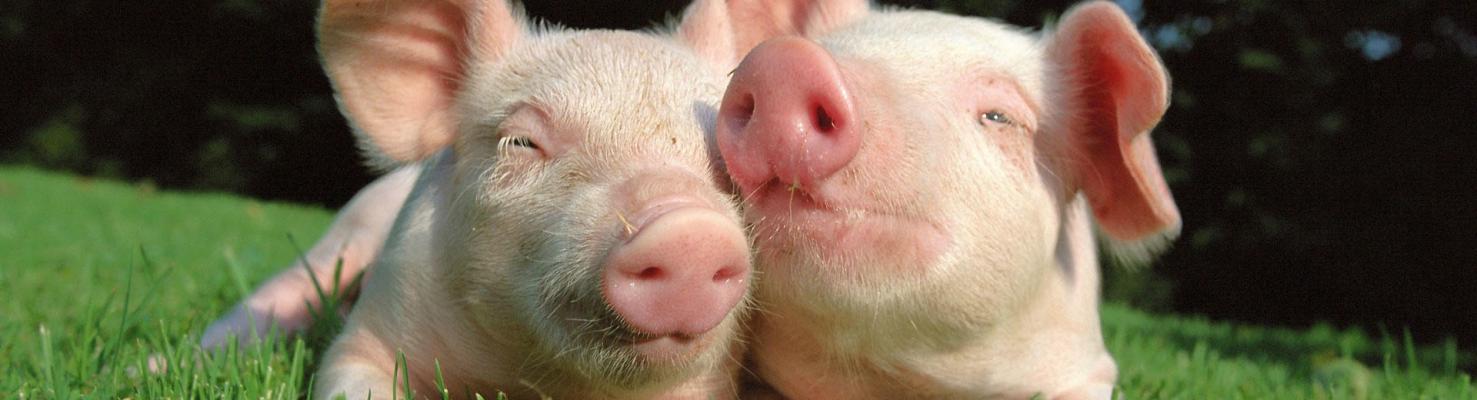 Пищевая добавка ГастроВет форте вита по антикризисной цене