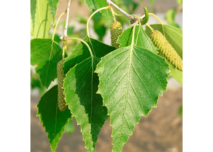 Береза экстракт